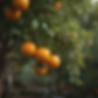 Close-up of ripe oranges hanging from a tree