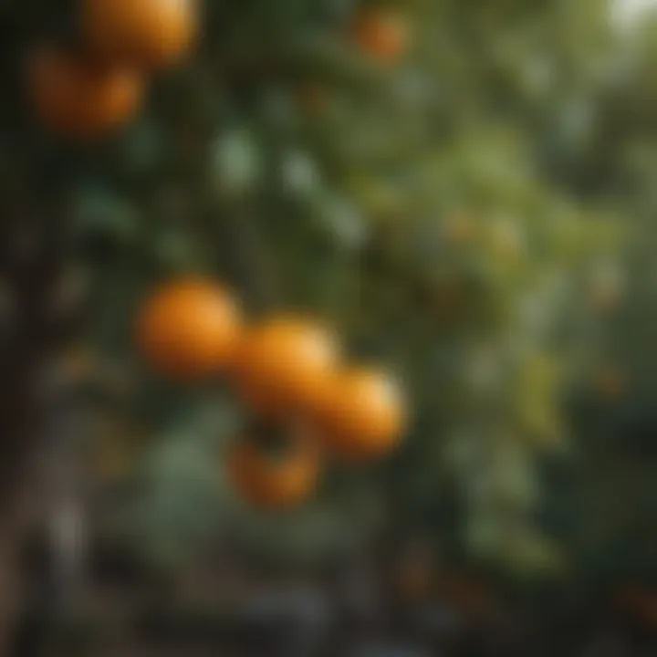 Close-up of ripe oranges hanging from a tree