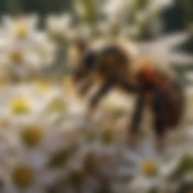 Close-up of bees pollinating flowers