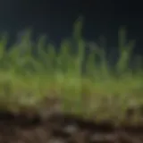 Close-up of germinating Bermuda grass seeds