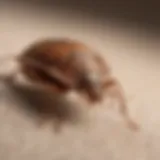 Close-up of a bed bug on fabric