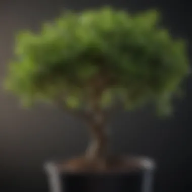 Close-up of a flourishing small tree showcasing its foliage and texture