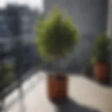 A vibrant small tree in a stylish pot on a balcony