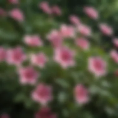 A close-up view of delicate pink flowers with lush green foliage