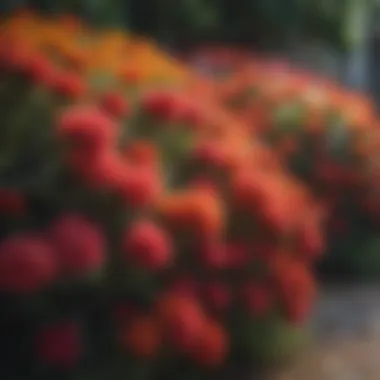 Close-up of a colorful shrub with bright blossoms