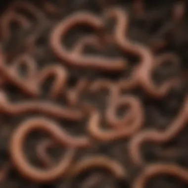 A close-up of healthy worms thriving in a compost bin, highlighting maintenance.