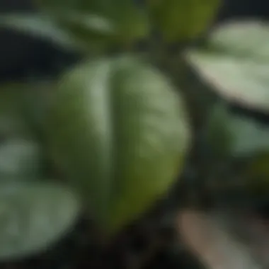 Close-up of blight symptoms on a plant leaf.