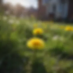 Vibrant lawn with dandelions in contrast