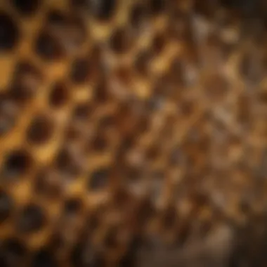 Analyzing Different Bee Hive Types Comparison of bee hive types