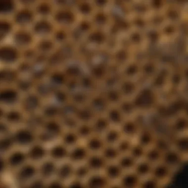 Essential Components of a Bee Hive Components of a typical bee hive
