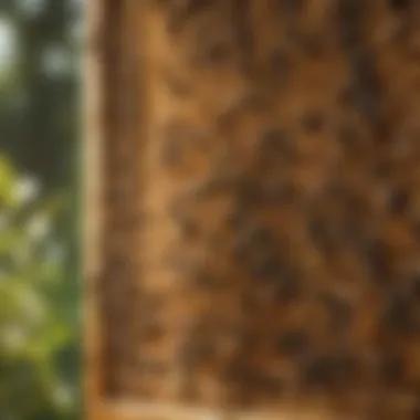 Guidelines for Selecting the Right Bee Hive Factors to consider when choosing a bee hive