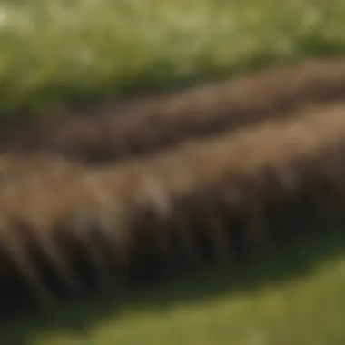 Close-up view of thatch layers on a lawn