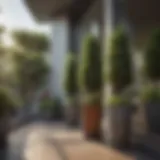A serene balcony adorned with various dwarf trees, showcasing their compact beauty and greenery.
