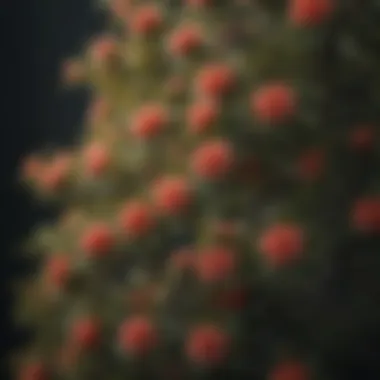 A close-up of a flowering dwarf tree, highlighting its unique blossoms and intricate foliage.
