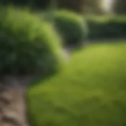 Lush green lawn after liquid fertilizer application