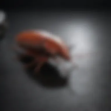 Identifying Cockroach Species for Effective Eradication A close-up of a cockroach in a dark corner