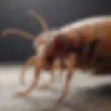 Close-up of a flea on a pet's fur