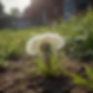Natural Weed Removal Techniques Natural weed removal techniques in action