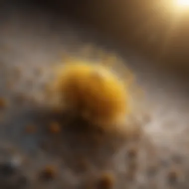 Pollen Grains on Surface Close-up of pollen grains on a surface