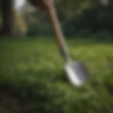 Manual removal of clover using a garden tool