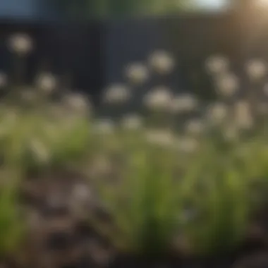 A close-up view of early spring weeds emerging in a garden