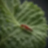 Close-up of aphids on a lettuce leaf