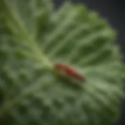 Close-up of aphids on a lettuce leaf