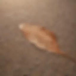 Close-up of a carpet with a noticeable makeup stain