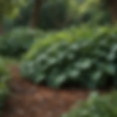 Ivy Ground Cover in a Lush Garden Vibrant garden showcasing ivy ground cover with other plants