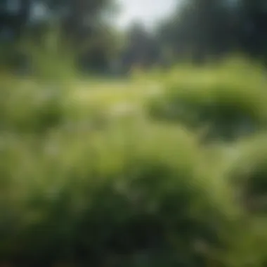 Different types of weeds in a lawn