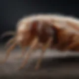 A close-up view of a flea on a pet's fur