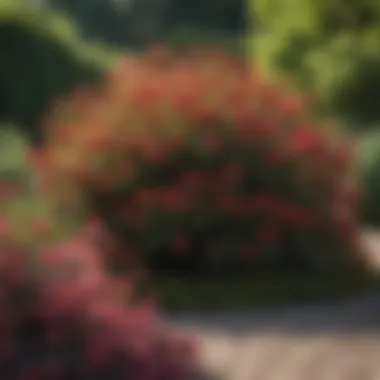 Vibrant Low Maintenance Shrubs in Bloom A vibrant garden showcasing various low maintenance shrubs in full bloom
