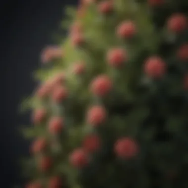 Close-up of a unique shrub's texture and blooms