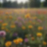 A vibrant meadow filled with diverse floral species attracting bees