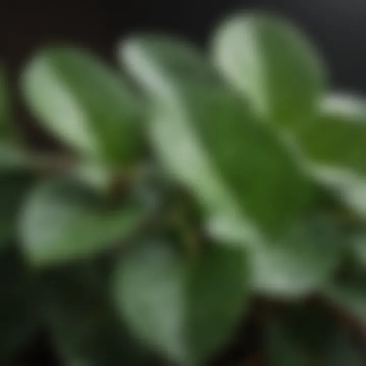 A close-up view of Pilea leaves highlighting their intricate texture and color variations