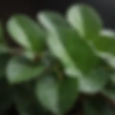 Close-Up of Pilea Leaves A close-up view of Pilea leaves highlighting their intricate texture and color variations