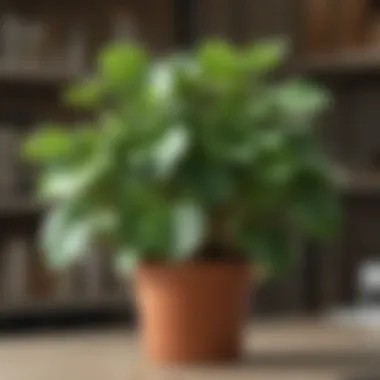 An assortment of Pilea plants available at Home Depot, displaying different sizes and varieties