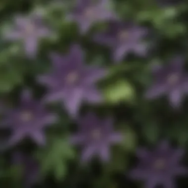 Detailed View of Burpee Clematis Foliage Close-up of Burpee Clematis Leaves