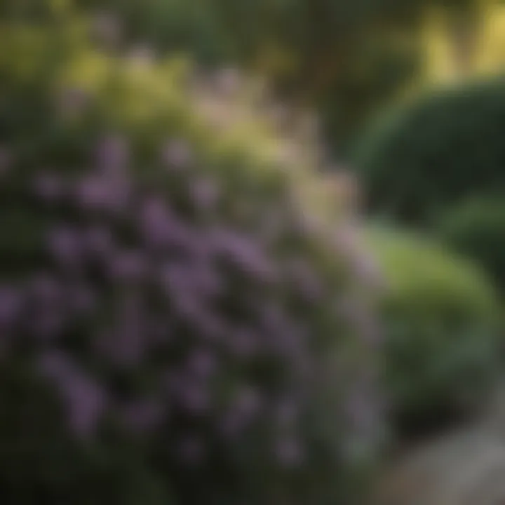Garden Setting Featuring Burpee Clematis