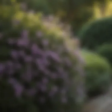 Burpee Clematis Enhancing a Lush Garden Garden Setting Featuring Burpee Clematis