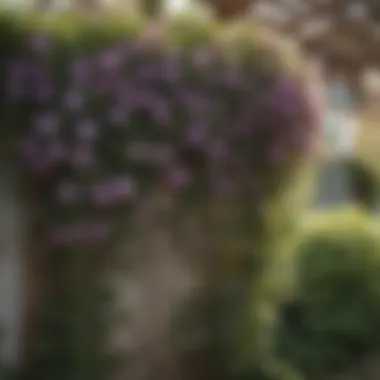 Thriving Burpee Clematis Climbing a Trellis Healthy Burpee Clematis on Trellis