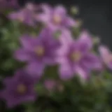 Vibrant Bloom of Burpee Clematis
