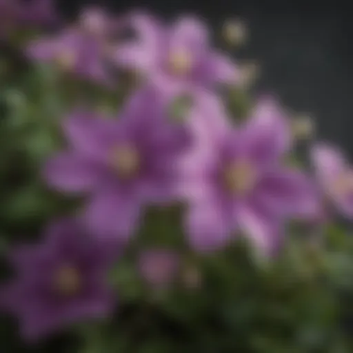Vibrant Bloom of Burpee Clematis