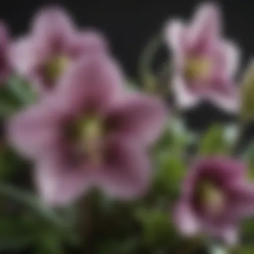 Close-up of hellebore flowers showcasing their intricate details and colors