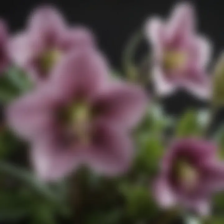 Close-up of hellebore flowers showcasing their intricate details and colors