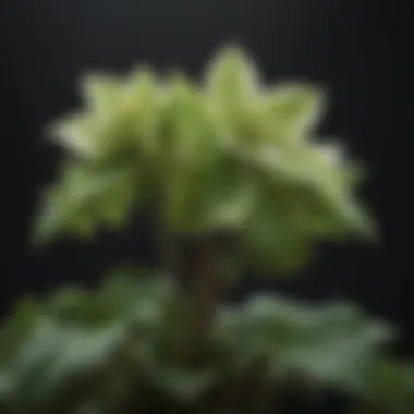 An overview of hellebore foliage demonstrating its unique textures and shapes