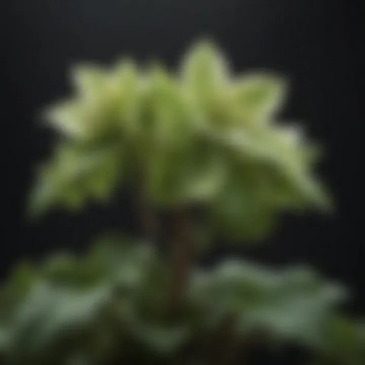 An overview of hellebore foliage demonstrating its unique textures and shapes