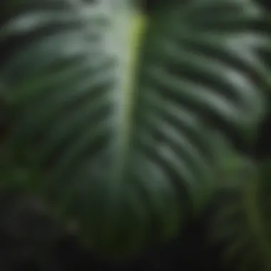 Monstera Leaf Detail: Nature's Artistry Close-up of a vibrant monstera leaf showcasing its texture