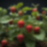 Close-up of vibrant strawberry plants showcasing disease-resistant traits