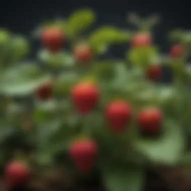 Close-up of vibrant strawberry plants showcasing disease-resistant traits